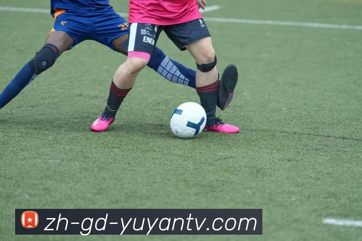 雨燕直播平台生态图